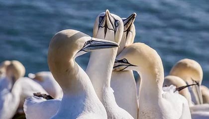 九游电脑版-北马其顿意外逆袭斯洛伐克，欧锦赛出线悬念，欧洲杯北马其顿怎么样