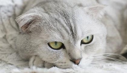 九游官网下载电脑版-逆转奇迹：那些让人热血沸腾的欧冠逆转比赛，欧冠最不可思议的逆转