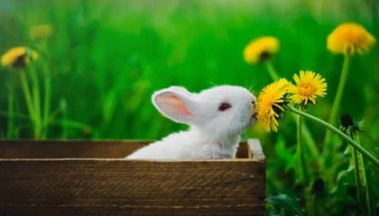 九游电脑版-北马其顿意外逆袭斯洛伐克，欧锦赛出线悬念，欧洲杯北马其顿怎么样