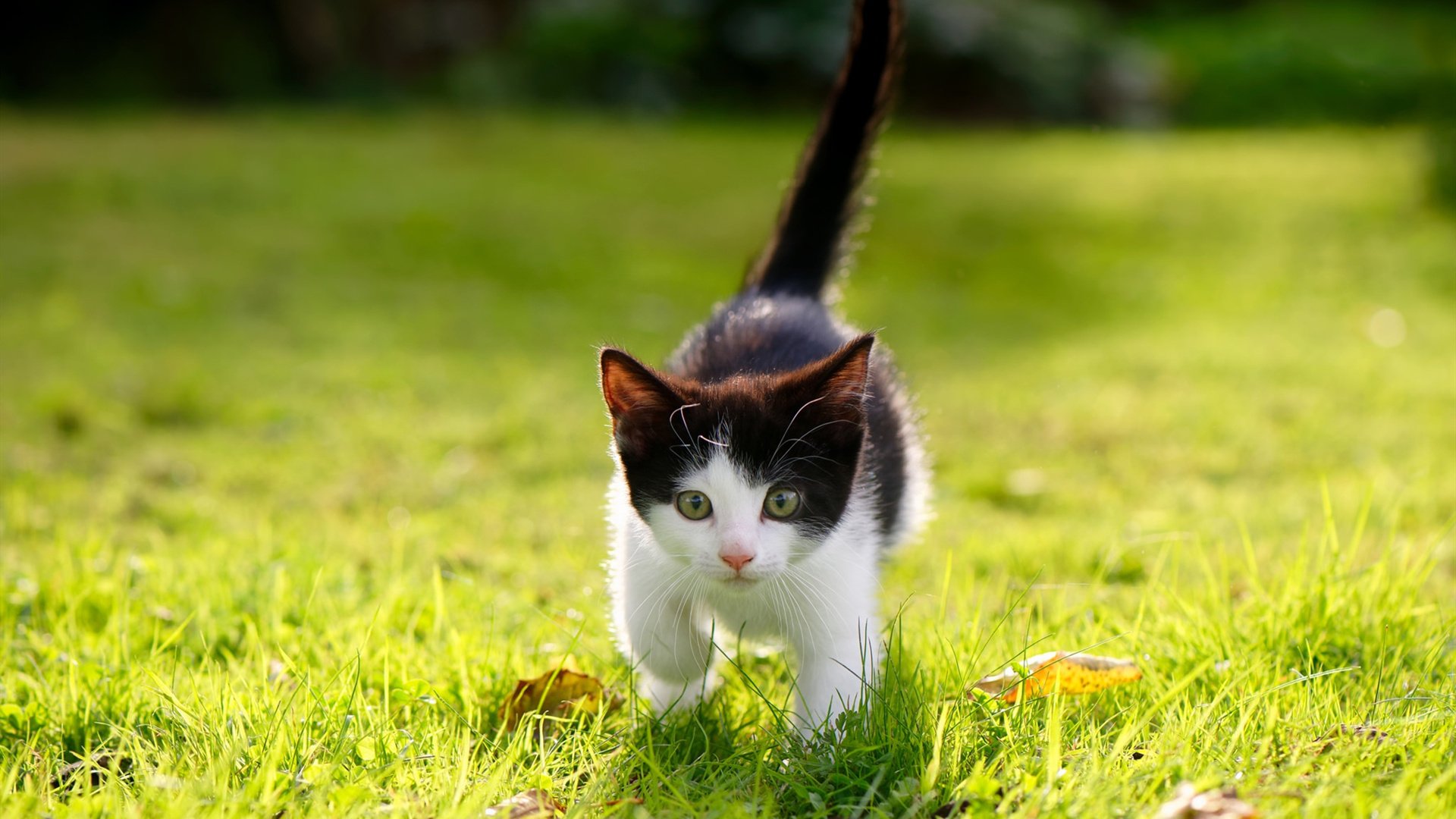 九游(jiuyou)官方网站-_创新型赛事：引入虚拟现实技术吸引新一代观众_，虚拟创新项目