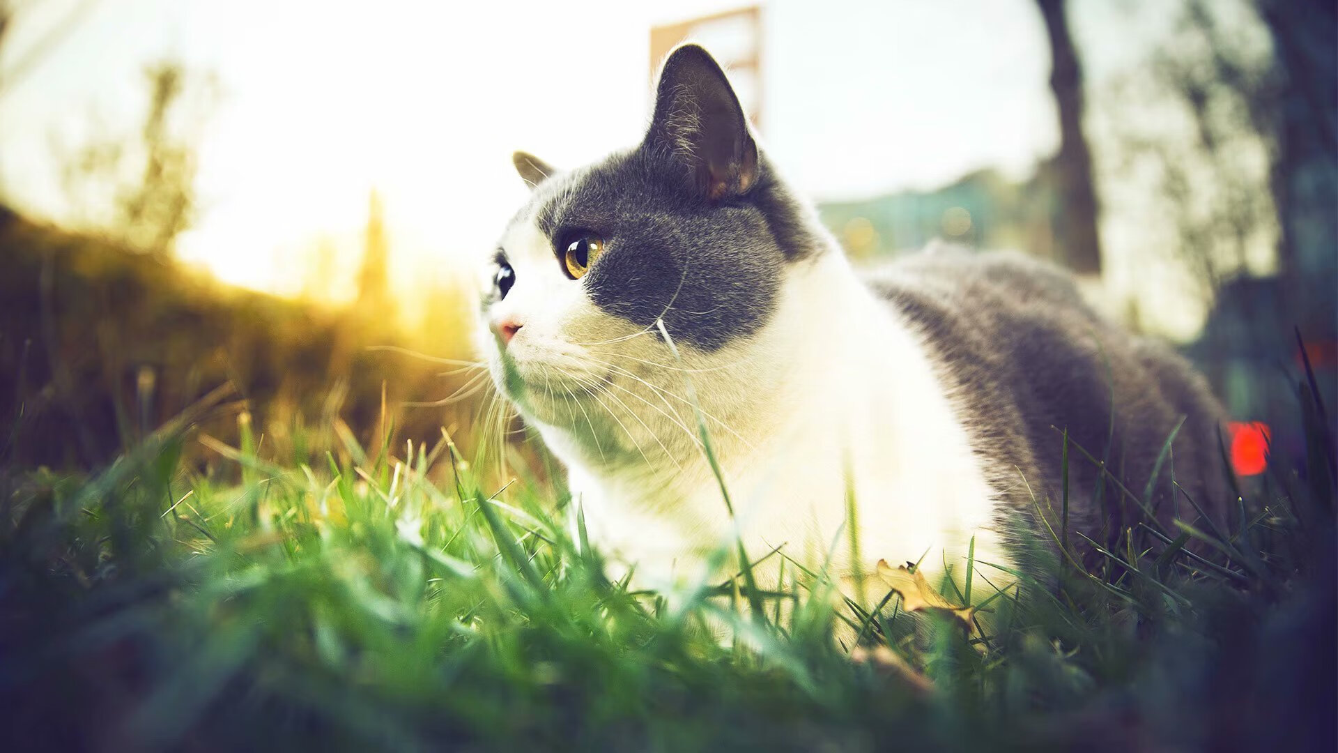 九游app下载中心-_马刺队稳扎稳打，赢得重要比赛_，马刺进攻