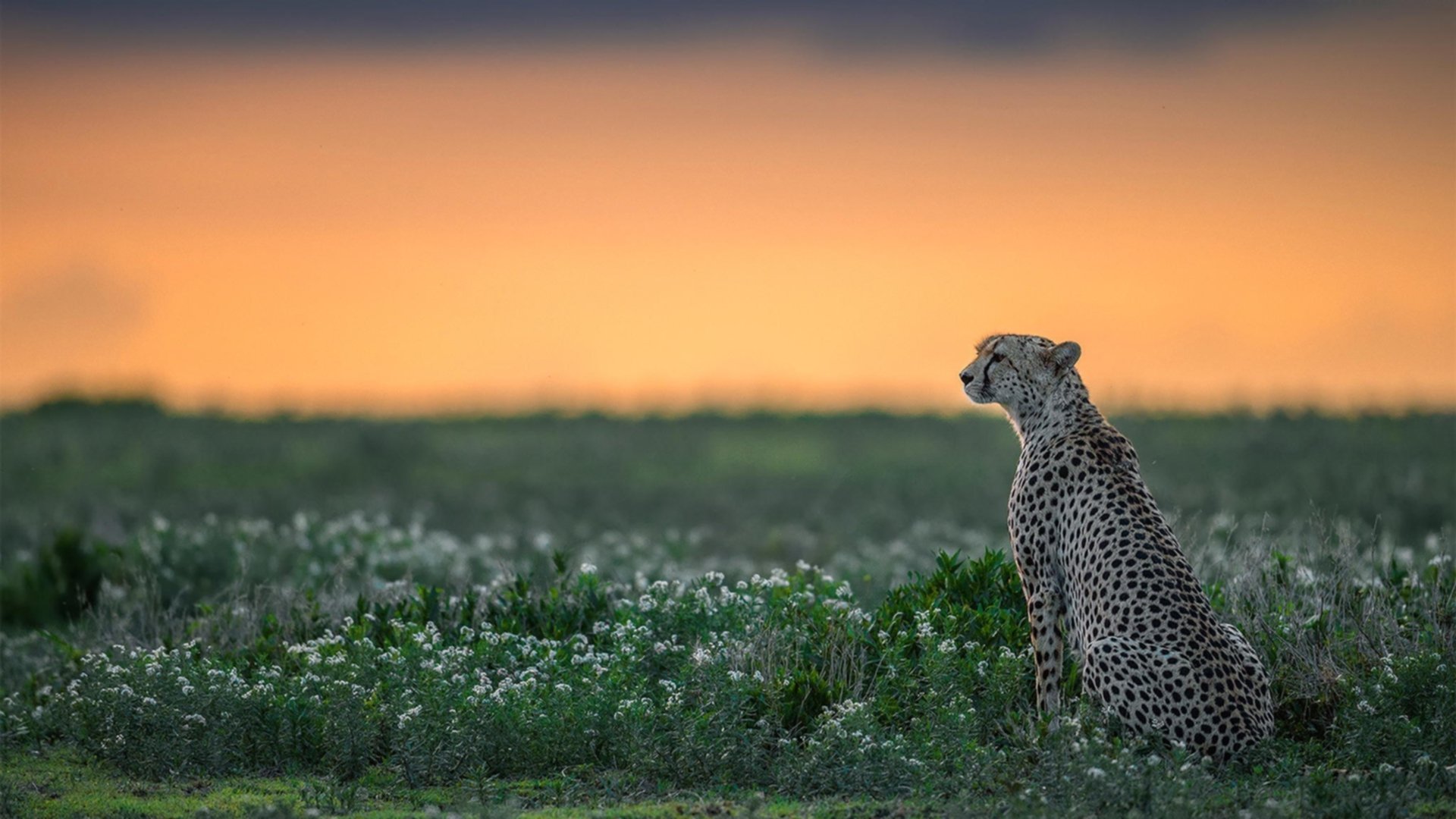 【攻守平衡】奥沙利文：攻势与防守策略的完美融合，奥沙利文防守能力