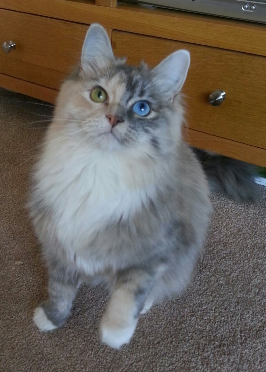 九游下载安装-王者荣耀赛事直播：明星解说与互动福利，精彩不容错过！，王者荣耀主播联赛明星专场回放