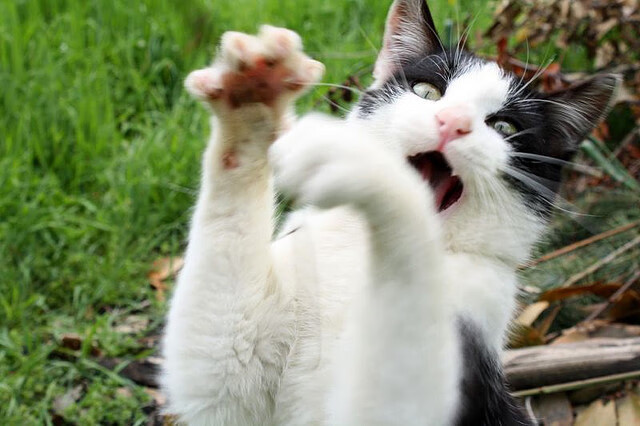 NBA球衣销量榜公布,詹姆斯稳居第一文班亚马上榜,nba球星球衣销量2021