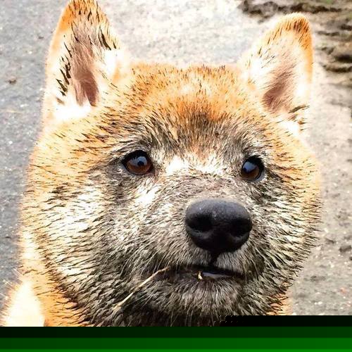 传奇球星再次闪耀赛场,引发狂热,传奇球员什么意思