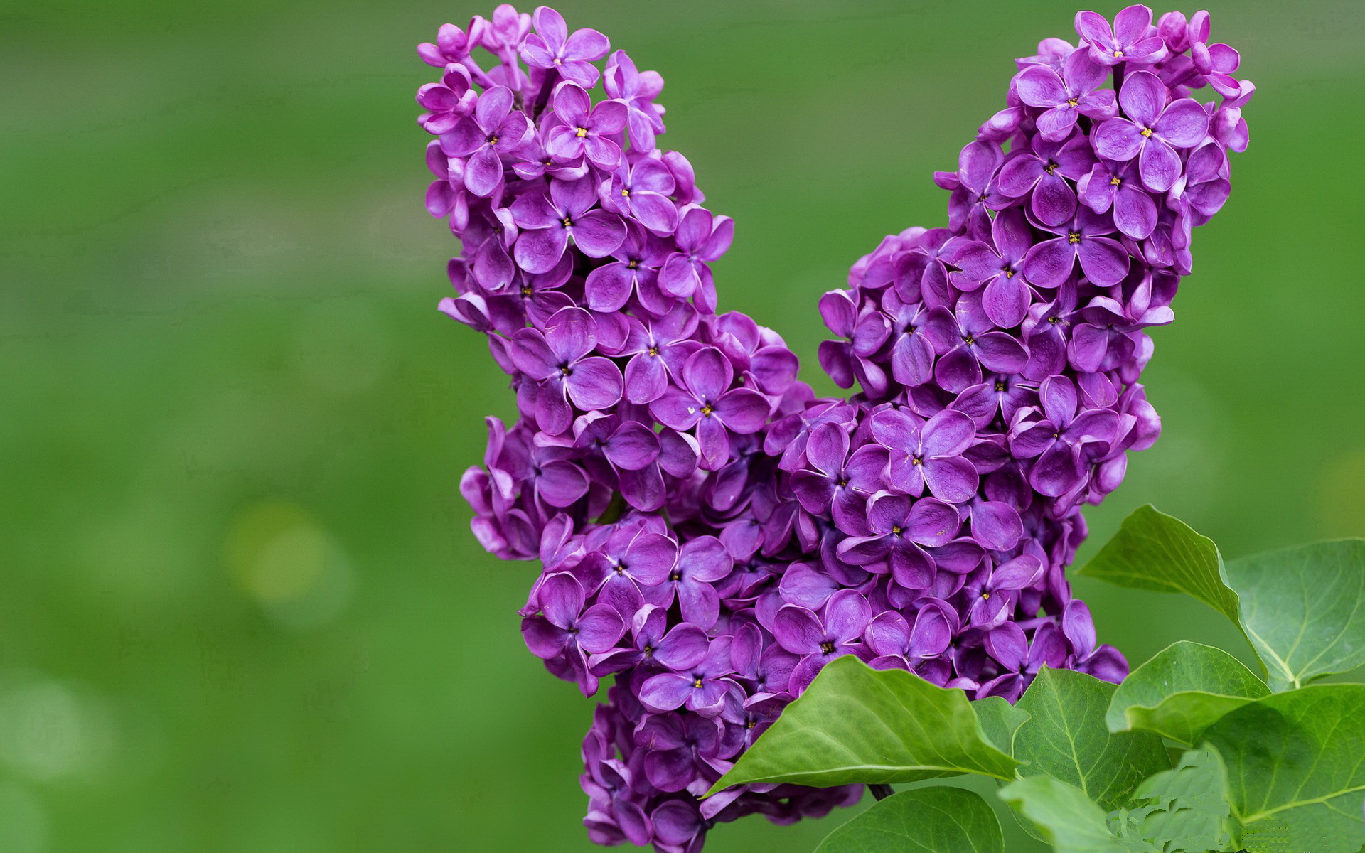 九游网页版入口-凯尔特人险胜雄鹿，西部决赛中塔图姆带伤作战，塔图姆27分凯尔特人胜猛龙