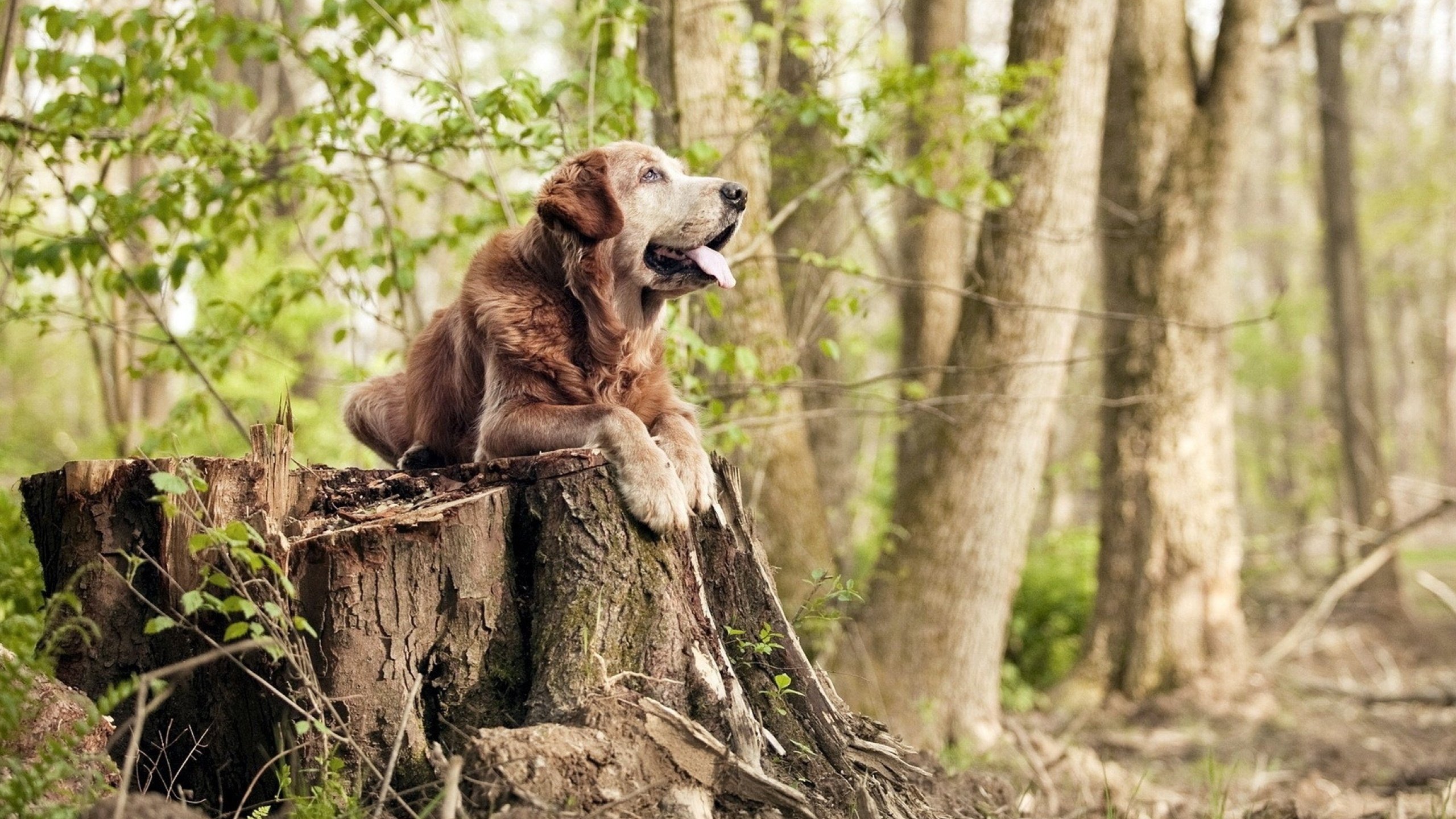 JIUYOU GAMING-北控队遭遇广东男篮猛攻，失利落后，北控男篮对阵广东男篮全场回放