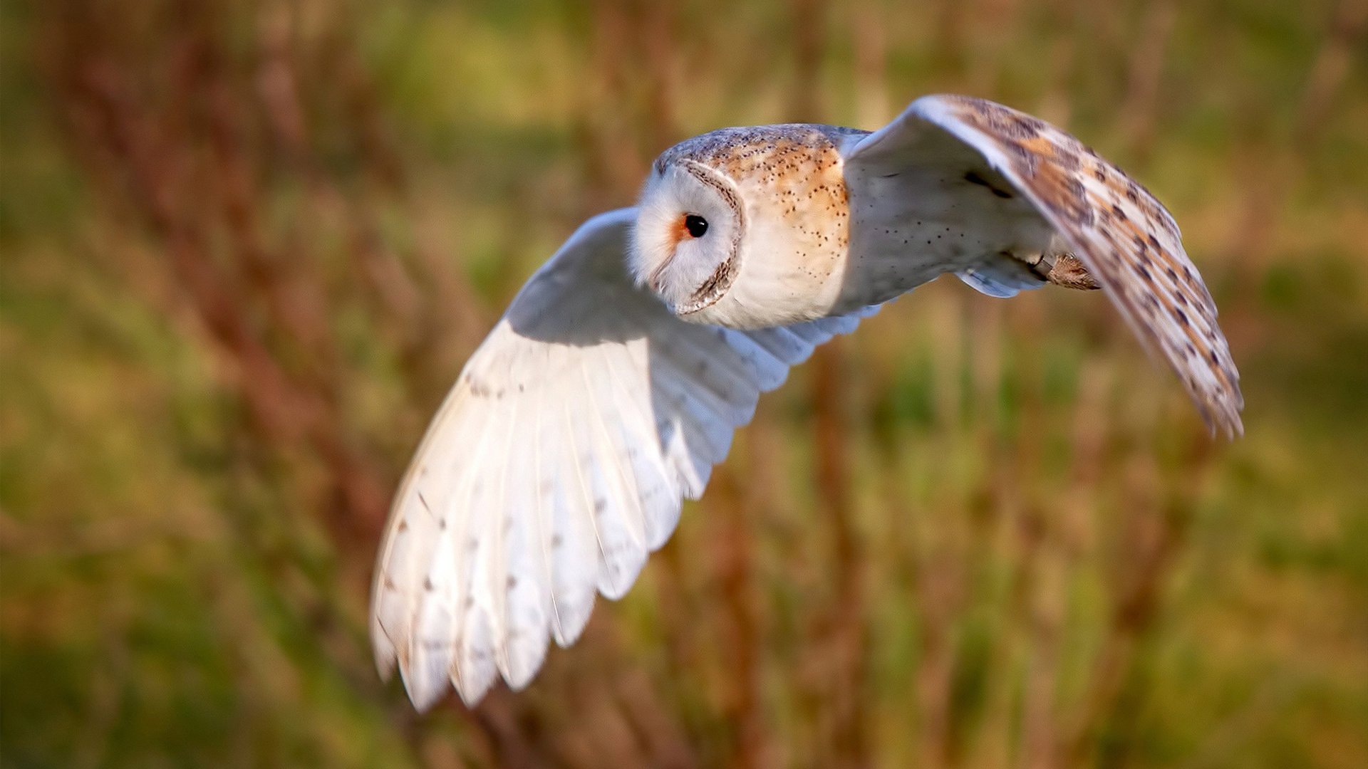 博卡青年替补阵容贡献稳定,博卡青年队竞技的比分预测