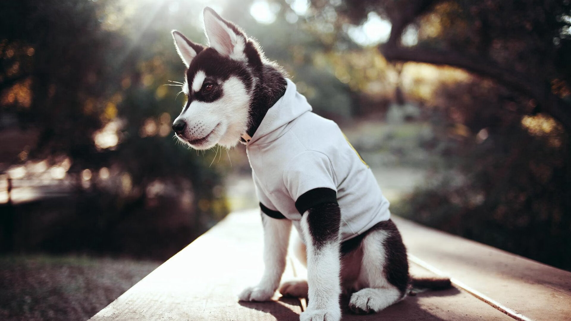 九游娱乐(jiuyou)官方网站-原州东浦新世代球员伤病情况改善，新蒲东原