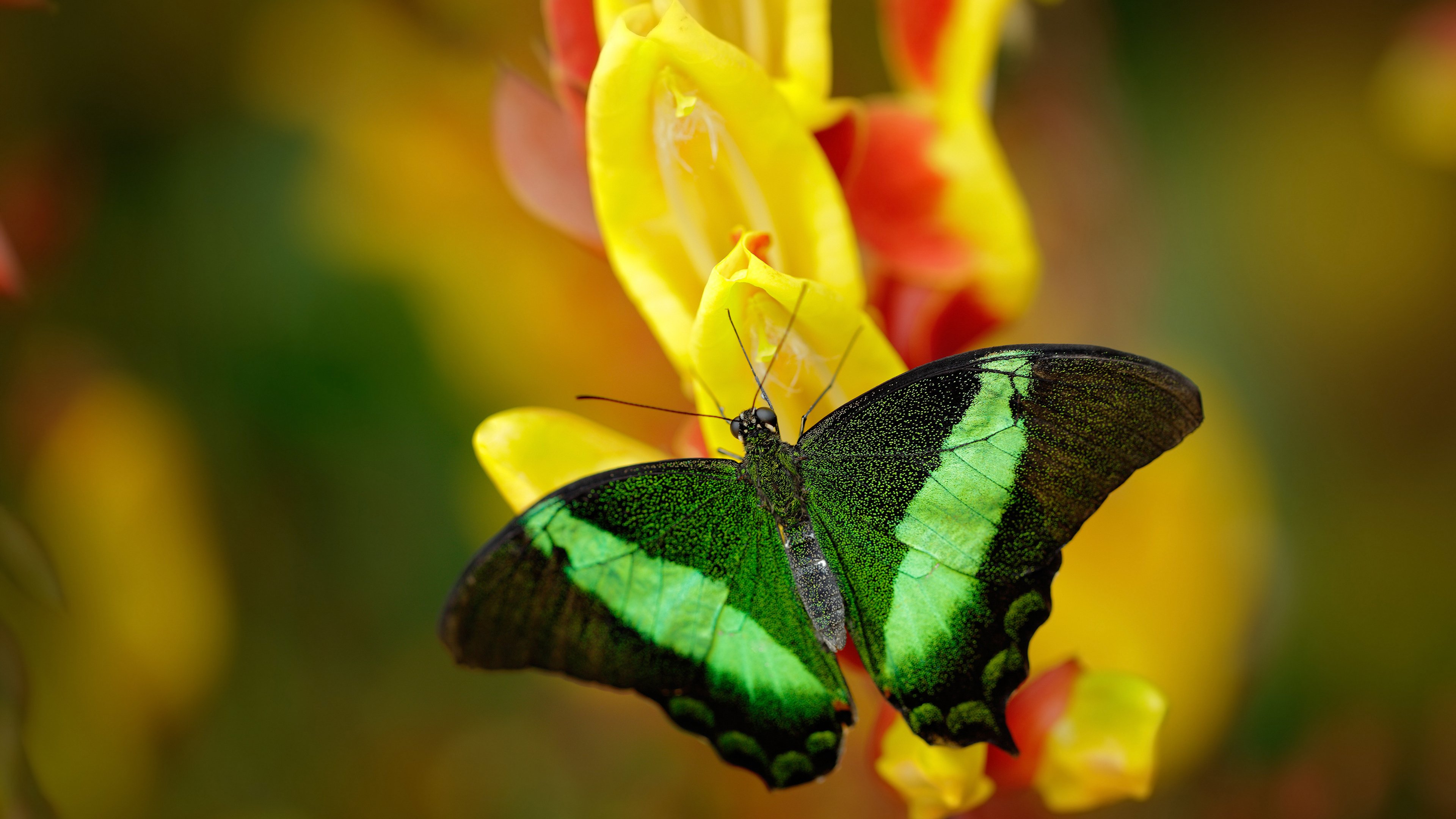 尤文图斯俱乐部宣布签约巴西球员卡洛斯,尤文图斯vs卡利亚里重播