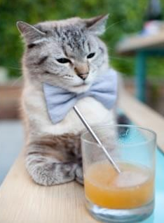 浙江广厦多点开花攻势凌厉，浙江广厦全名