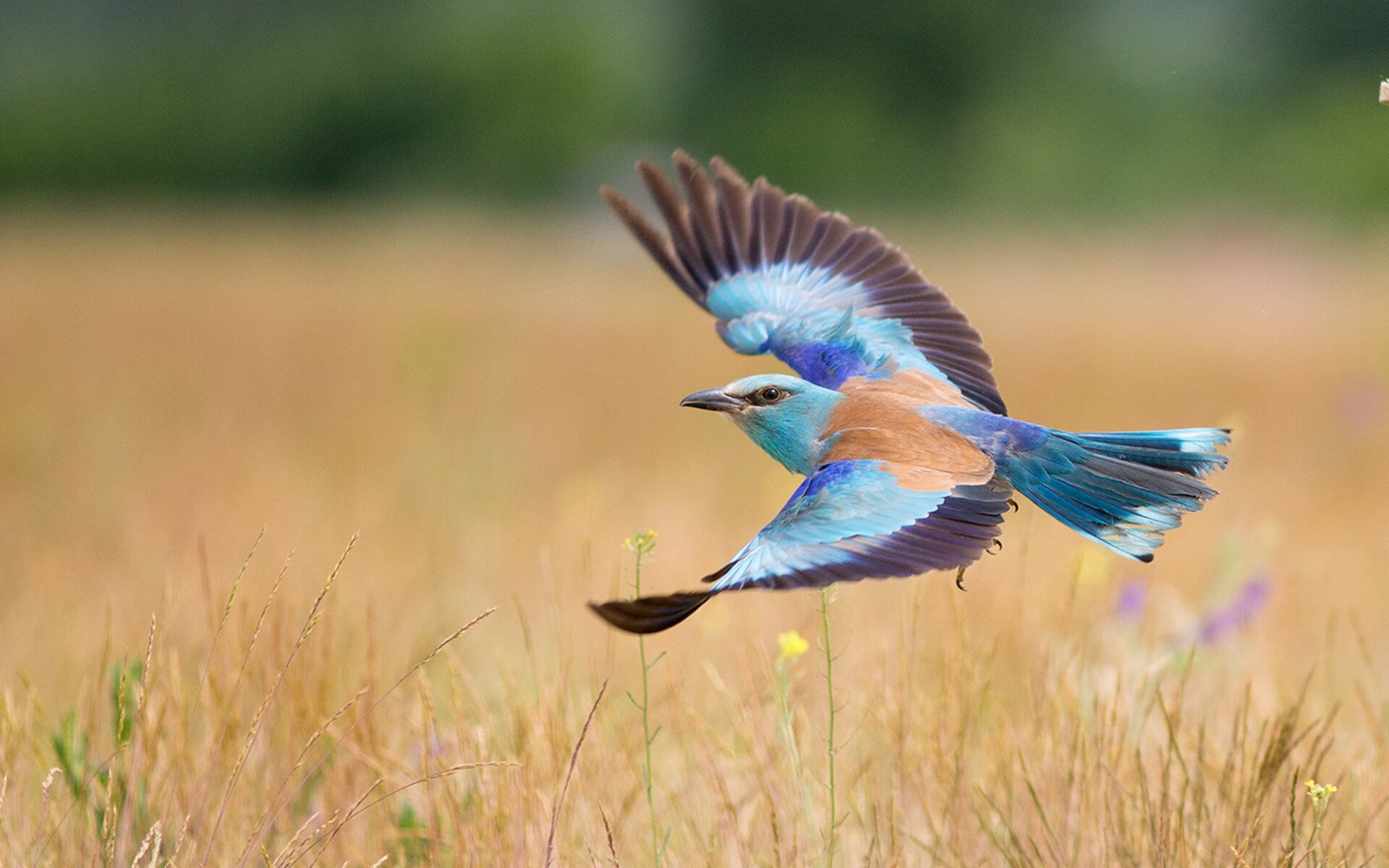 澳洲锦标争霸:决赛之战浴血奋战,澳洲足球锦标赛2020现场直播