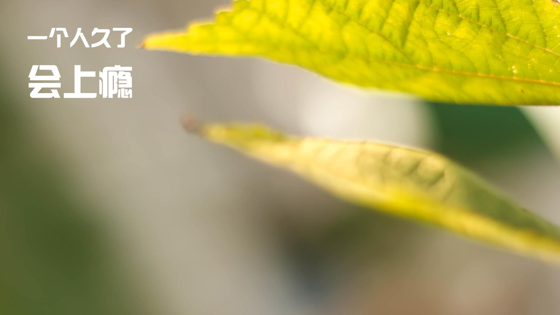 看好意甲冠军希望？亚特兰大表现亮眼，意甲亚特兰大外号