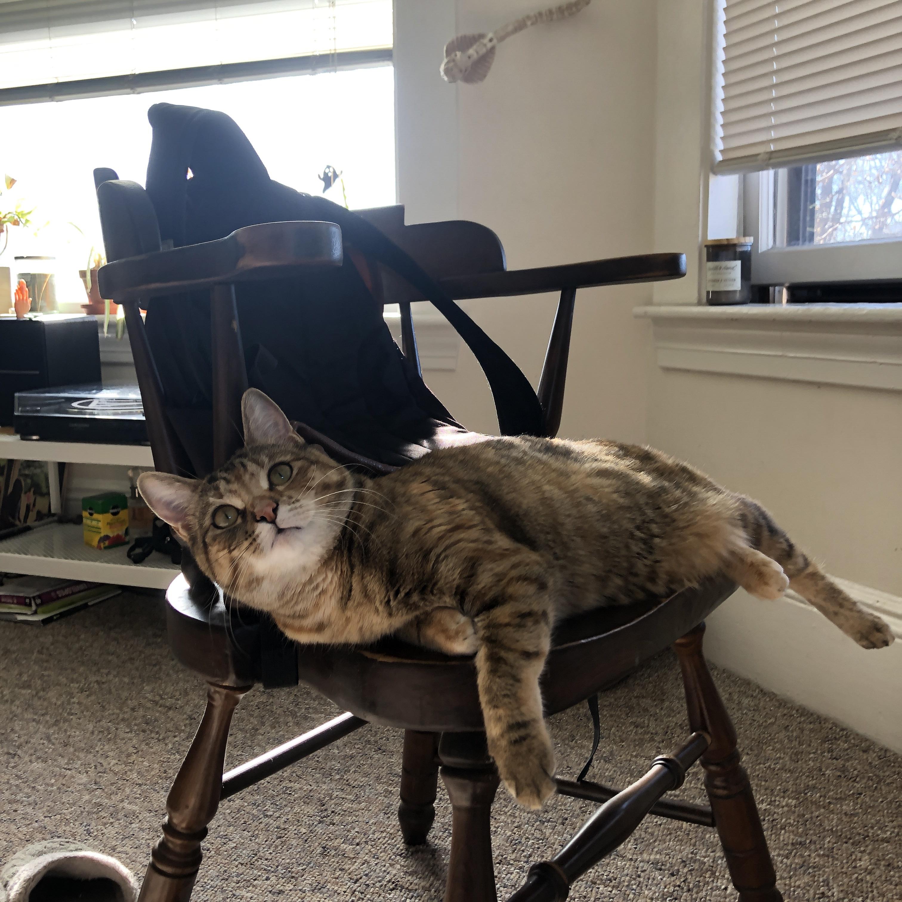 九游网页版官网-美国骑手劳拉·克劳特在巴黎奥运会上与“Baloutinue”马匹共同夺得障碍赛银牌，展现默契配合。