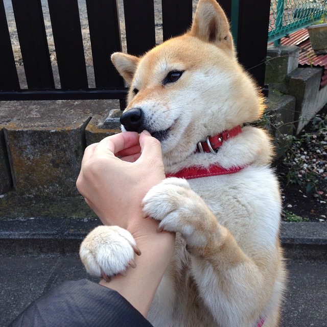 中国足球比赛视野利用率评分模型,足球比赛分析预测