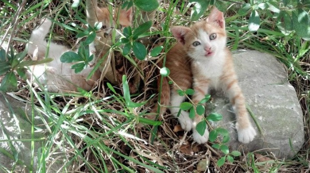 九游娱乐(jiuyou)官方网站-中超外援出场率与胜率相关性分析，中超外援出场规则