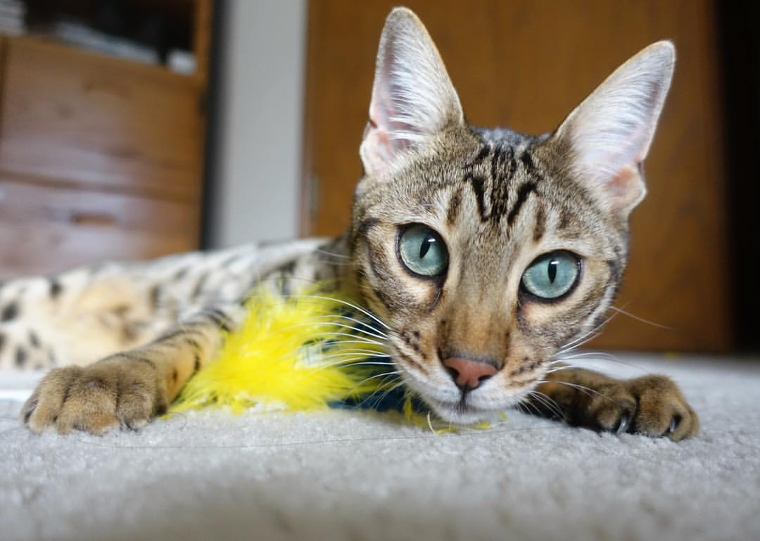 九游娱乐(jiuyou)官方网站-国足国际比赛经验与成长分析，国足比赛历程