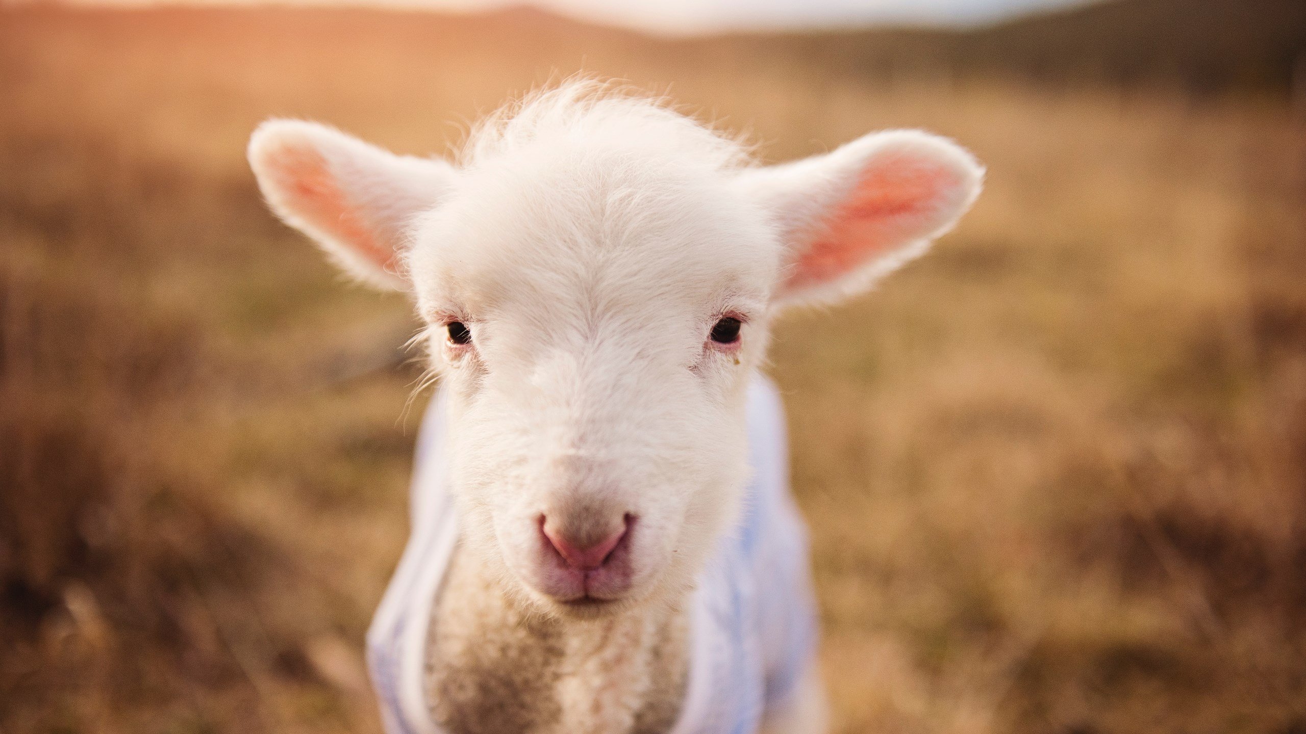 九游网页版官网-球员节奏感与投篮节奏的协调方式，投篮音乐节奏感