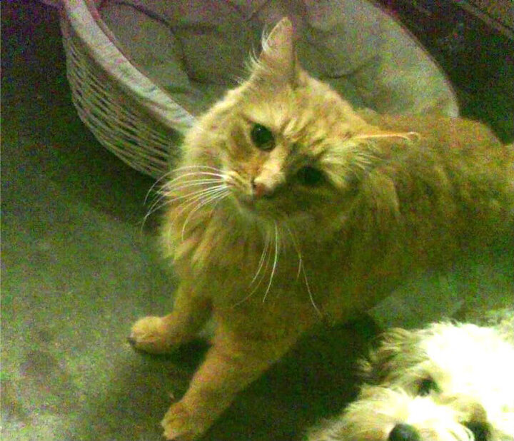 世界足球冠军联赛决赛精彩上演,豪门对决激动人心,世界冠军足球队