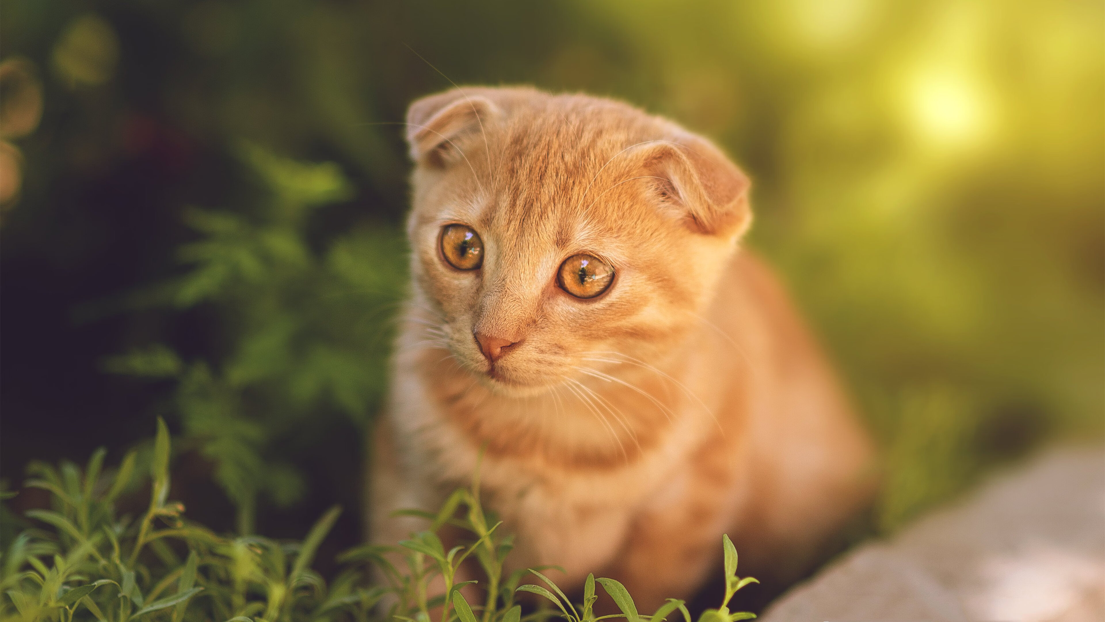 九游官网下载电脑版-利兹联的青训计划逐渐成效显著