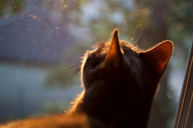 九游网-湖人计划在客场组织球迷答谢仪式，湖人队showtime