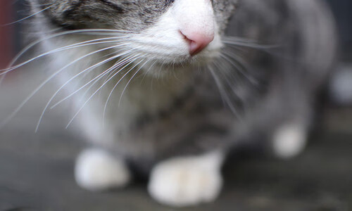 莫伊:全黑队的“防线守护神”,他在scrum中的表现堪称完美