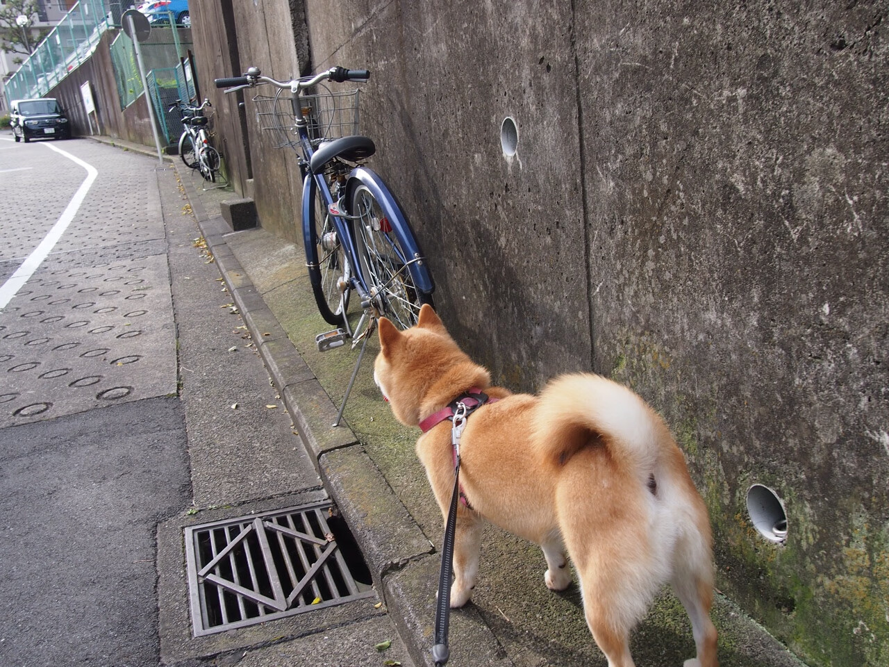 詹姆斯纪录片首映现场星光熠熠，詹姆斯纪录片2016